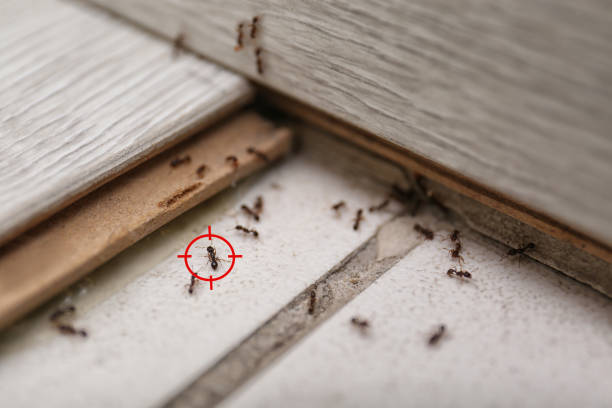Best Pest Removal Services  in El Reno, OK