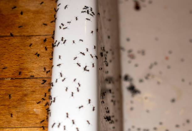 Best Best Pest Control Companies  in El Reno, OK