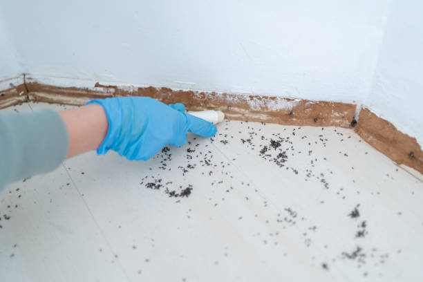 Trusted El Reno, OK Pest Control Experts